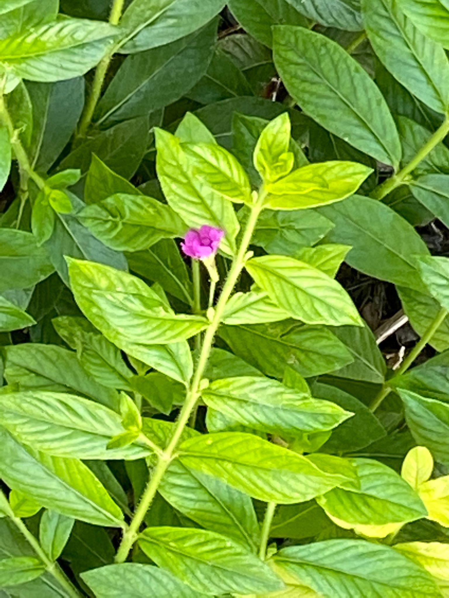 名前のわからない植物 Twitter Search Twitter