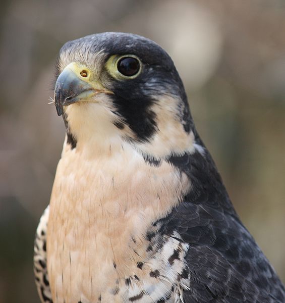 Climate Hawks Vote tweet media