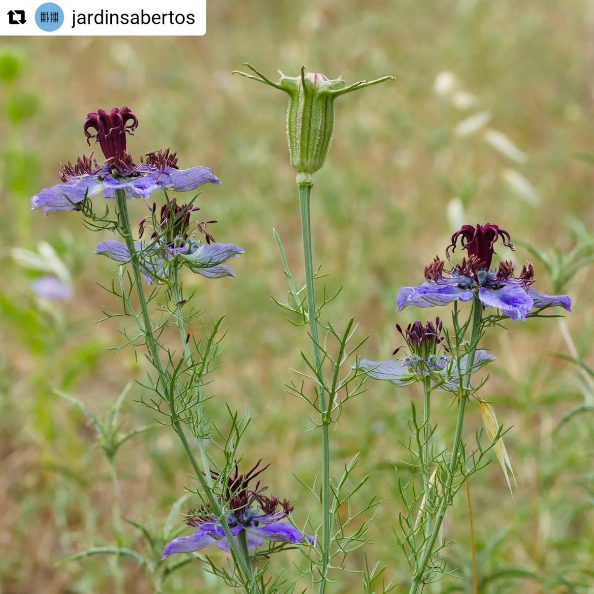 SpbotanicaL's tweet photo. "À descoberta de...10 raridades botânicas de Portugal"
Nigela-das-searas
𝑁𝑖𝑔𝑒𝑙𝑙𝑎 𝑝𝑎𝑝𝑖𝑙𝑙𝑜𝑠𝑎
📷 Miguel Porto
Fotografia a ser exibida por #Lisboa no âmbito dos #jardinsabertos #jardins #cidadeverde #lisboaverde #natureza #JA22 #jardinsabertos2022 #querover https://t.co/elc8SoH3GJ