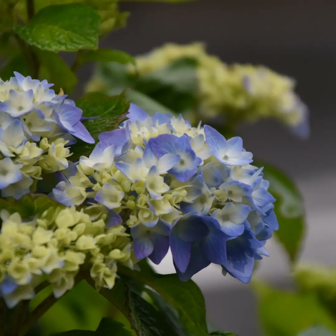 雨の似合う花 Twitter Search Twitter 雨の似合う花 Twitter Search Twitter