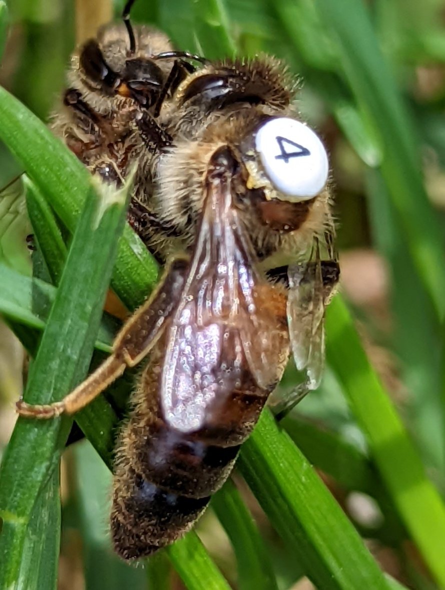 Nature can be brutal. Found last year's queen out in front of the hive. The bees decided they wanted a new one. So they bit her right forewing off and tossed her off the landing board.