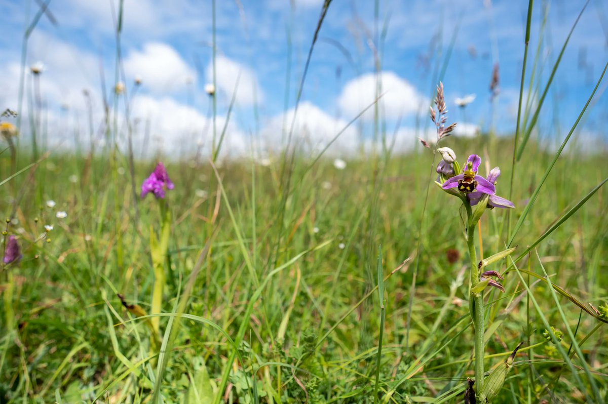 sdublincoco's tweet photo. #BiodiversityWeek2022 

SDCC manage over 160 hectares of natural long flowering meadows. Regular cutting of meadows is an important part of the healthy management. Some of the meadows are cut at the tail end of the flowering season. This allows nesting habitats for many insects. https://t.co/lFG478U0CD