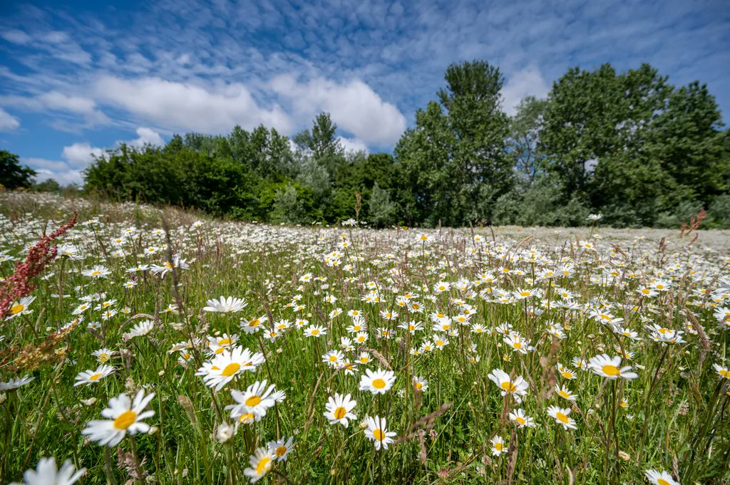 sdublincoco's tweet photo. #BiodiversityWeek2022 

SDCC manage over 160 hectares of natural long flowering meadows. Regular cutting of meadows is an important part of the healthy management. Some of the meadows are cut at the tail end of the flowering season. This allows nesting habitats for many insects. https://t.co/lFG478U0CD
