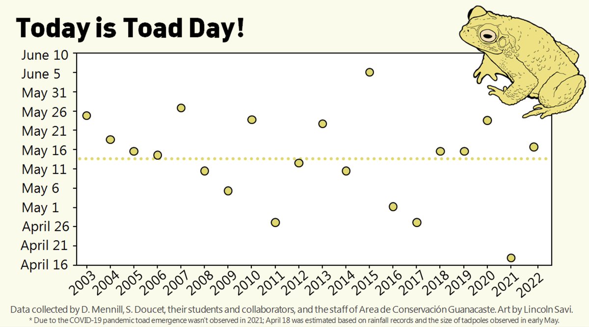 DMennill's tweet photo. Today is Toad Day: the day that Neotropical Yellow Toads emerge from their burrows, turn from brown to yellow, and mate in ponds @ACGuanacaste! 🐸🇨🇷 
Here's what we've learned about this incredible day, during our long-term study... https://t.co/aAoX5OUdIX