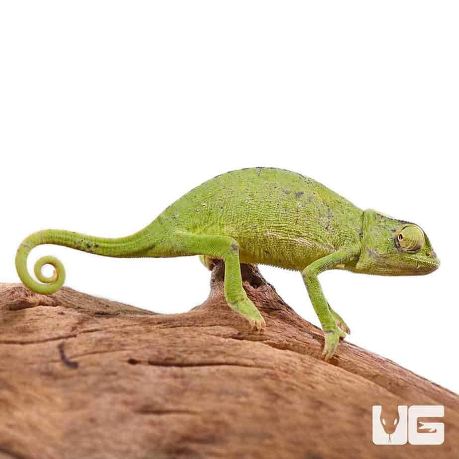 Tetsuopnk's tweet photo. I want chameleonnn https://t.co/JoXMU0TbqI