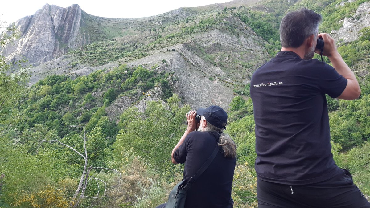 Teams of #LIFEbearswithfuture and #LIFElynxconnect bear-watching and networking in the Cantabrian mountains .#UnitedLIFEpeople @LIFEprogramme