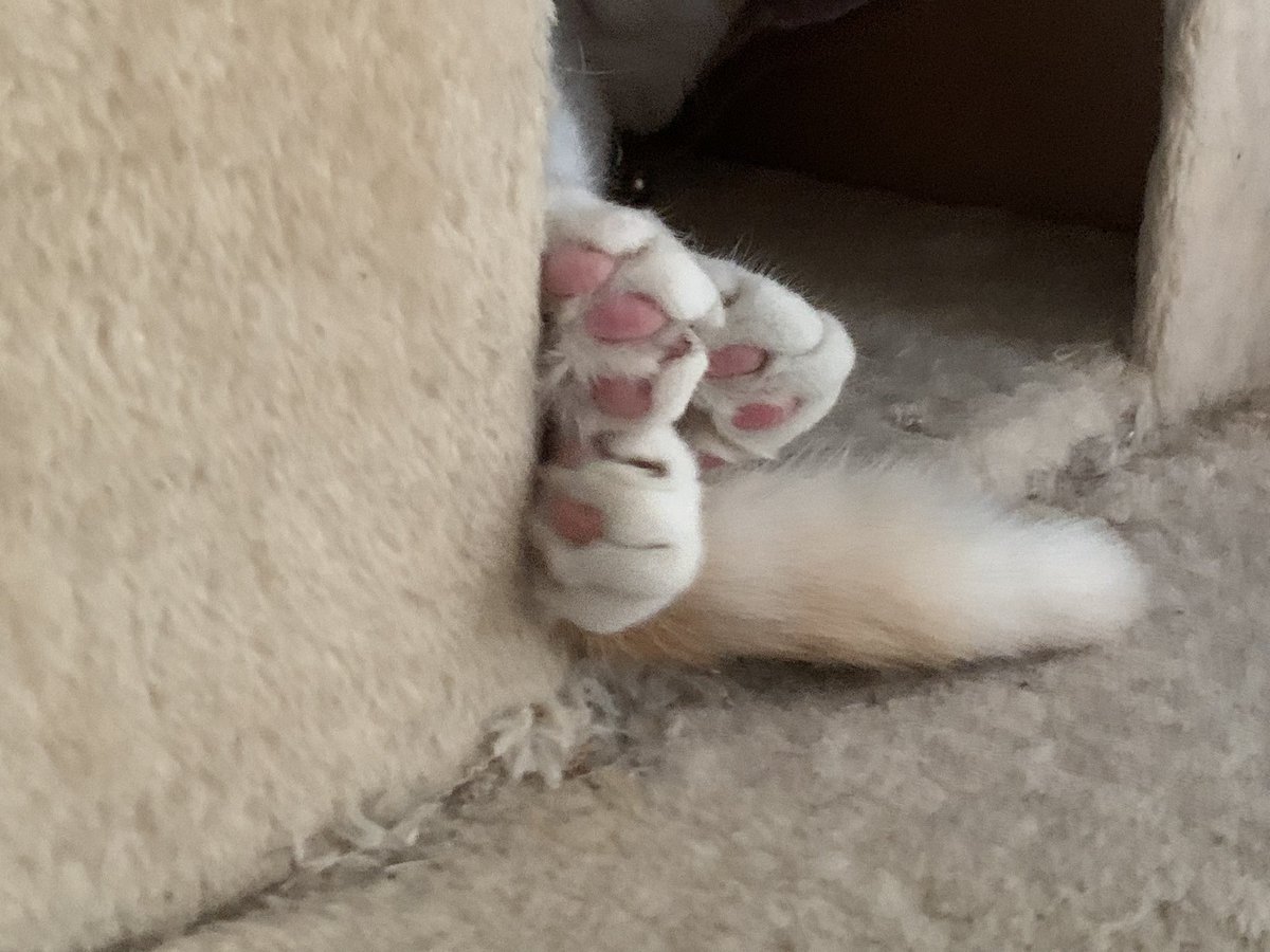 HellCatF6F's tweet photo. #toebeantuesday #toebeans #cats #CatsOfTwitter #Kitty #orangetabby #orangetabbycats #Waffles #WafflesTheCat #WafflesTheCat https://t.co/zjnl0kps4I