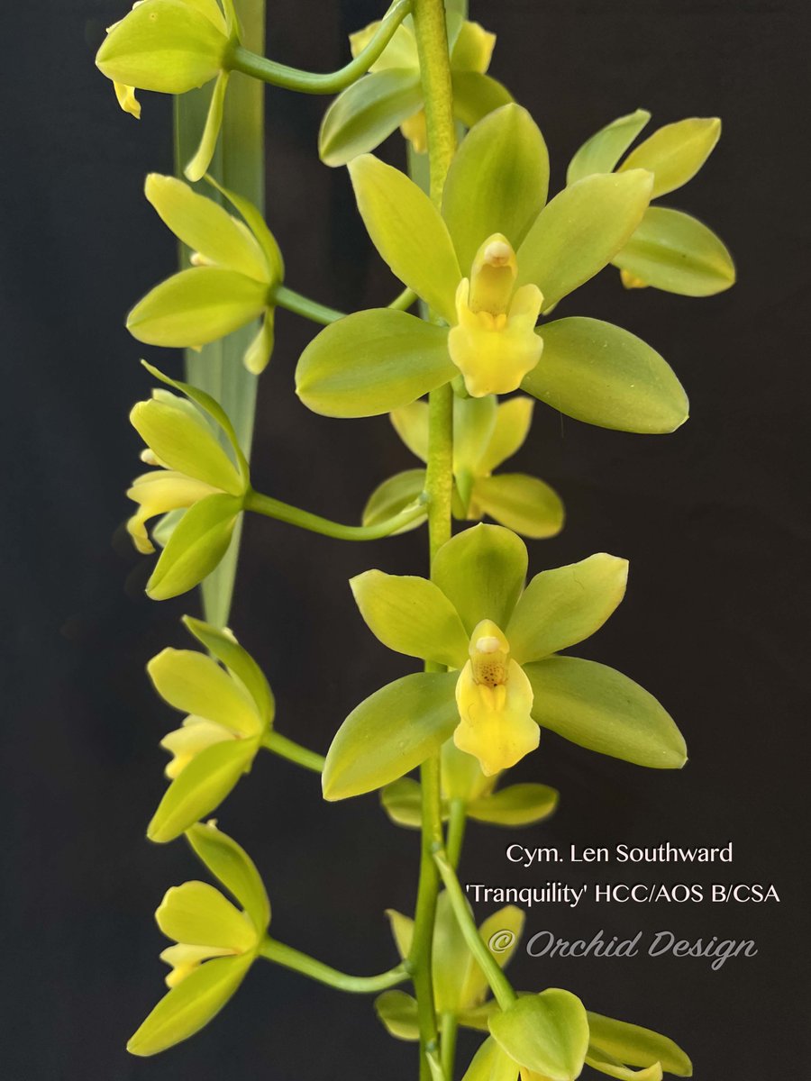 Lovely cascading Cym. Len Southward 'Tranquility' HCC/AOS B/CSA!