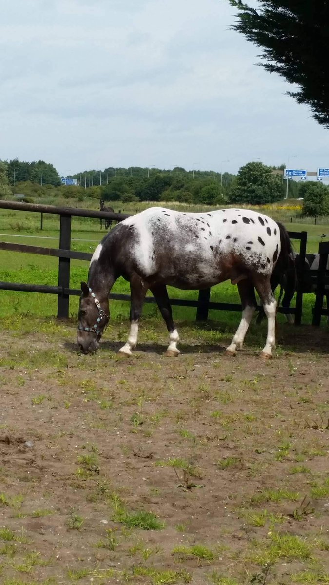 OneLegRider's tweet photo. Unfortunately I have had some bad news today. RIP Scooby one of my most loyal friends ever. I will forever be grateful for all the fun times we had, although we didn't manage everything we wanted you made me a better rider to eventually become a national champion. https://t.co/MQL2sDlk5v