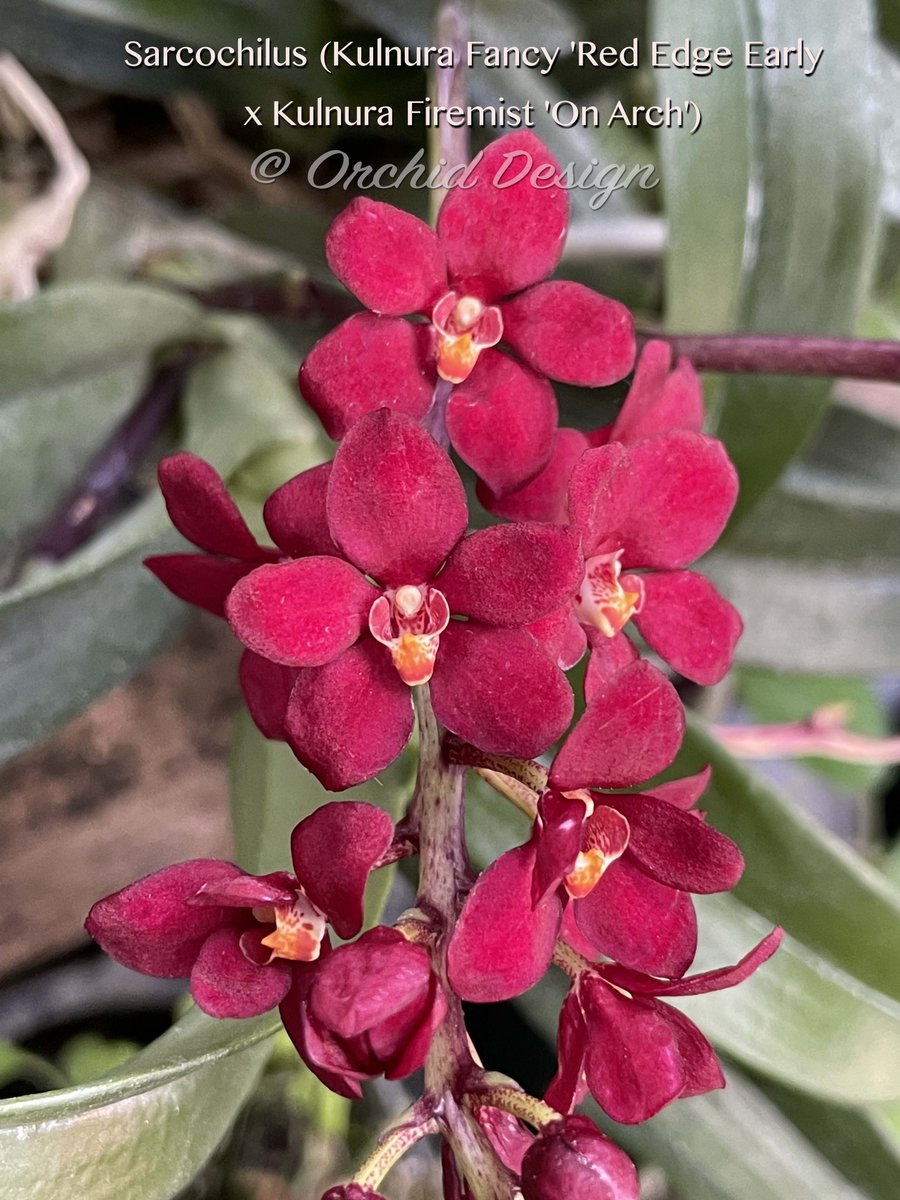 The Sarcochilus season @Orchid Design
<a href="/sforchidsociety/">San Francisco Orchid Society</a>