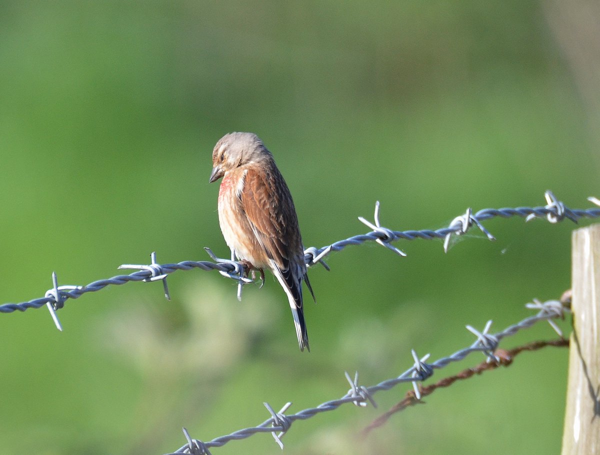 Must be an #age thing perhaps as I #watched this #Common #Linnet nodd off while taking #pictures of him in front of me @Natures_Voice @RSPBEngland @_BTO @NorfolkWT @BBCSpringwatch @BawburghLakes near @villagebawburgh
