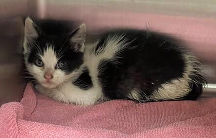 NYCDEATHROWCATS's tweet photo. Chuck Taylor is a 7 week old kitten brought in by his owner.
He is friendly and needs a furever home. Come meet him at BACC. https://t.co/nsXOGZVKnC https://t.co/1NGiESPF6e