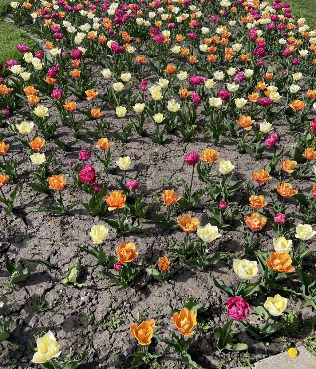 The Taurus urge to take photos of any flowers you see