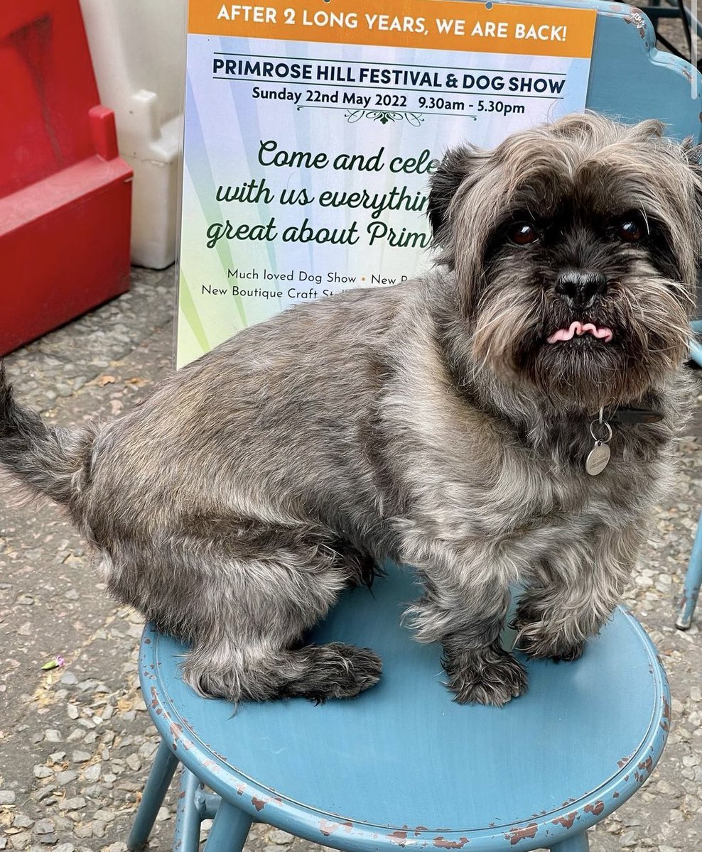 The excitement is starting to build for the upcoming Primrose Hill Festival &amp; Dog Show this Sunday! #primrosehill #camden #festival #dogshow