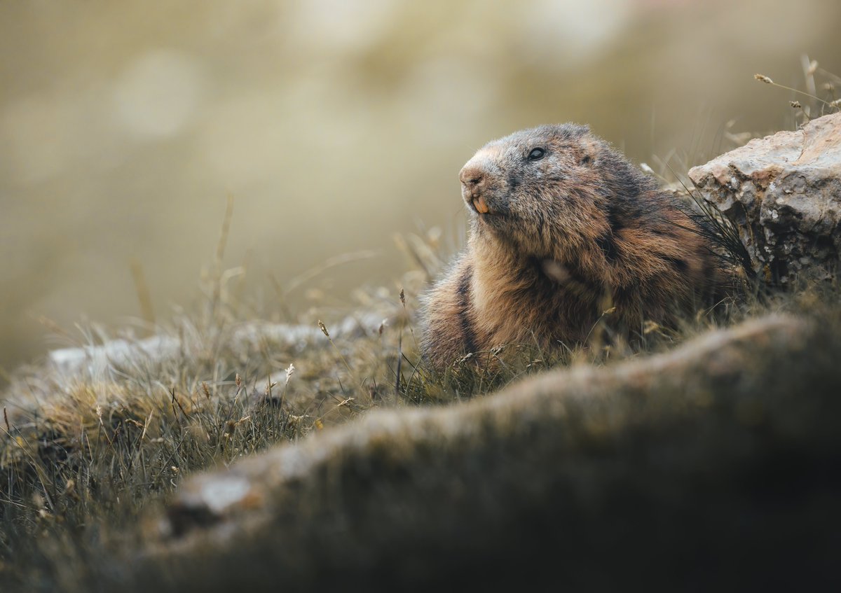 Aprovechando la mini serie que va a estrenar @Ximpan_C sobre mi persona y la observación de la Marmota Alpina, una foto tomada en el mismo lugar un año antes.

Foto tomada con una Sony Alpha A7RIII junto con su fiel FE 200-600 G OSS <a href="/SonyEspana/">Sony España</a> 

600mm | 500ISO | f8.0 | 1/800