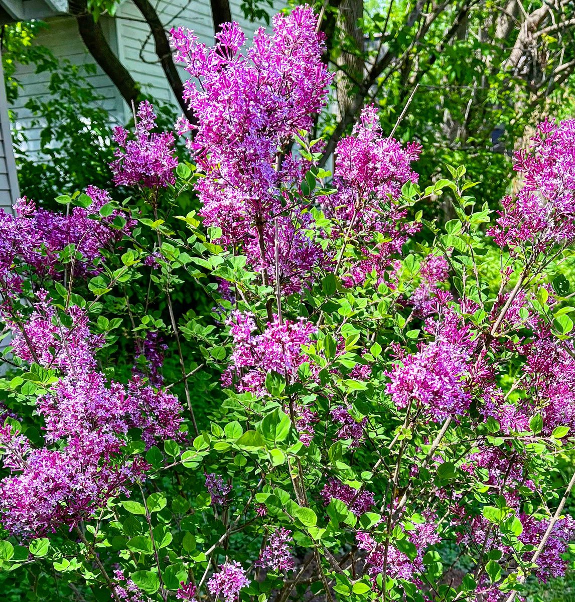 Lilacs are finally starting to bloom! Can’t quite smell them yet though. #lilac #lilacs #lilacseason #spring #springlilacs #flowers #purpleflowers #lilacflowers #gardening #gardener #backyardgarden