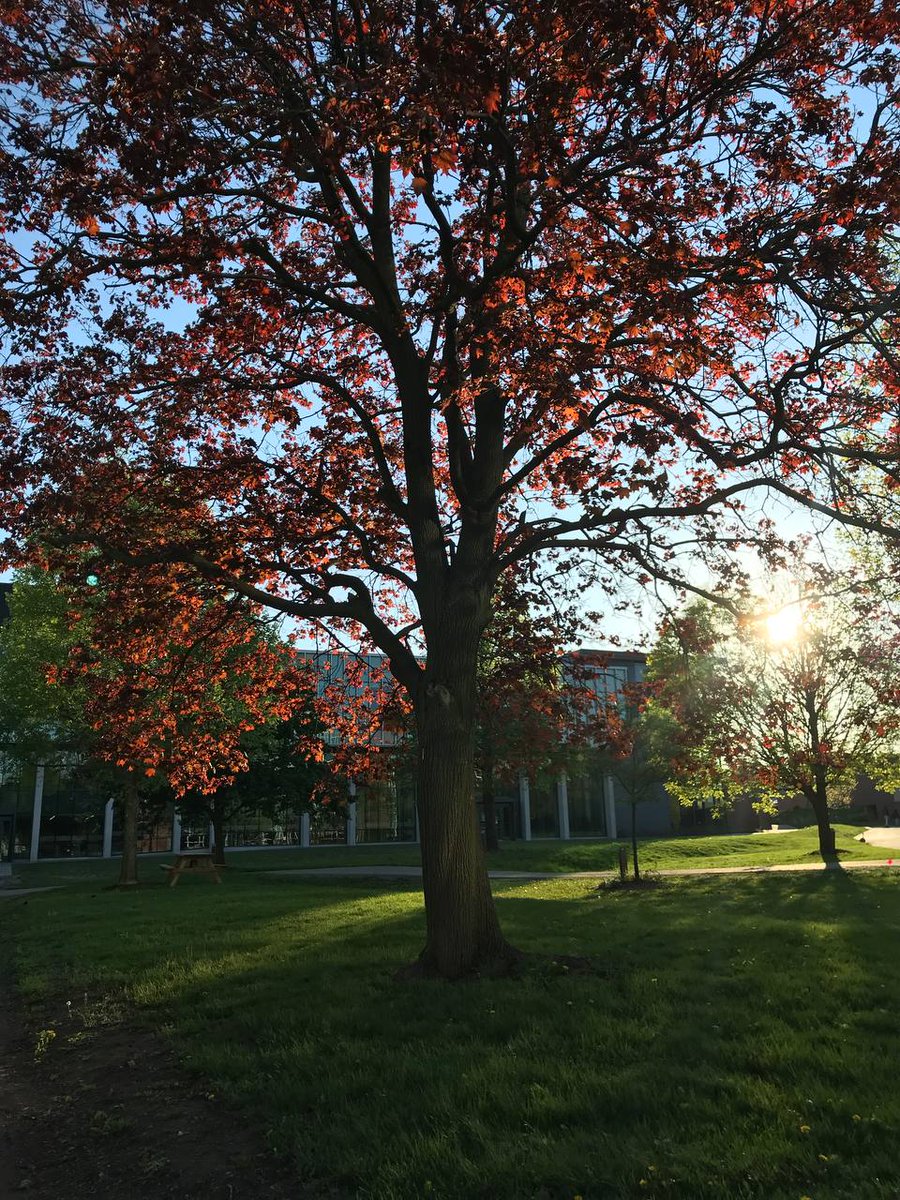 MahsaParsapour's tweet photo. We have sunny days again @UWaterloo 😊 https://t.co/9CsewLSQuA