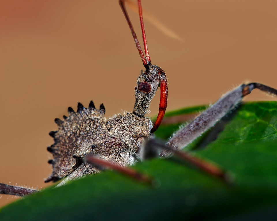 lowbassphotog's tweet photo. That's one sharp smile... #wheelbug #assassinbug #macrophotography #insectphotography #ariluscristatus #macro #naturephotography #nature #insect #natgeo #photography #insects #assassinbugs #macros #animals #bugs #photographer #entomology #canonphotography #bug #leaves #wildconvos https://t.co/6ZrLd8Egnj
