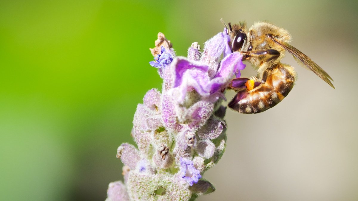 SciEntExchange's tweet photo. TODAY at 1PM PDT/4PM EDT! Join entomologist Matt Buffington and @NMNH's Carla Easter to hear about the amazing behind-the-scenes habits of #insects and gain a whole new appreciation for #bugs. RSVP for free now! #SciEntEvent #scicomm
https://t.co/xN0WT5B8c6 https://t.co/kWk1pX0uHB