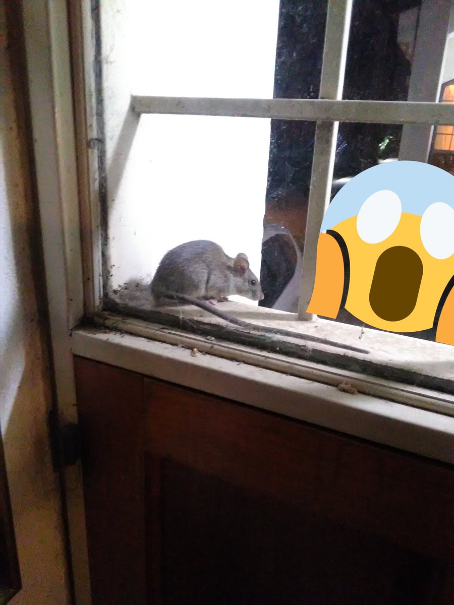 _S_Cba's tweet photo. A la grande le puse Cuca!!! #cuca #rat #Ventaneando https://t.co/3PkRjUakKU
