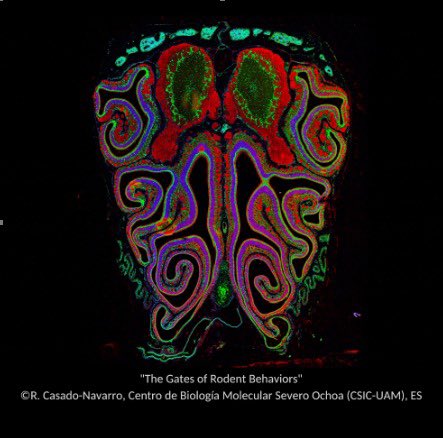 serrano_saiz's tweet photo. Vote for the amazing “The Gates of Rodent Behaviors” FENS-EJN image competition #FENS2022 by PhD student @rafaelCasado_n at my lab #CBMSO !!! https://t.co/zhfhAG3VzB here you cans see all pics: https://t.co/j9vASwgDPN https://t.co/8CbuVg52Oe
