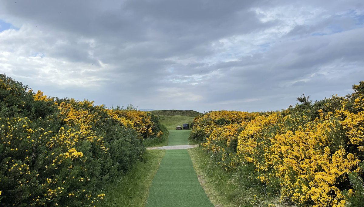 Robert_Peake's tweet photo. How good is @sillothgolfclub. It’s wonderful and truly unique. Played on a windless day surrounded by humps and bumps, dunes, fescue and flowering gorse 👌 https://t.co/I5yPbmHy1a