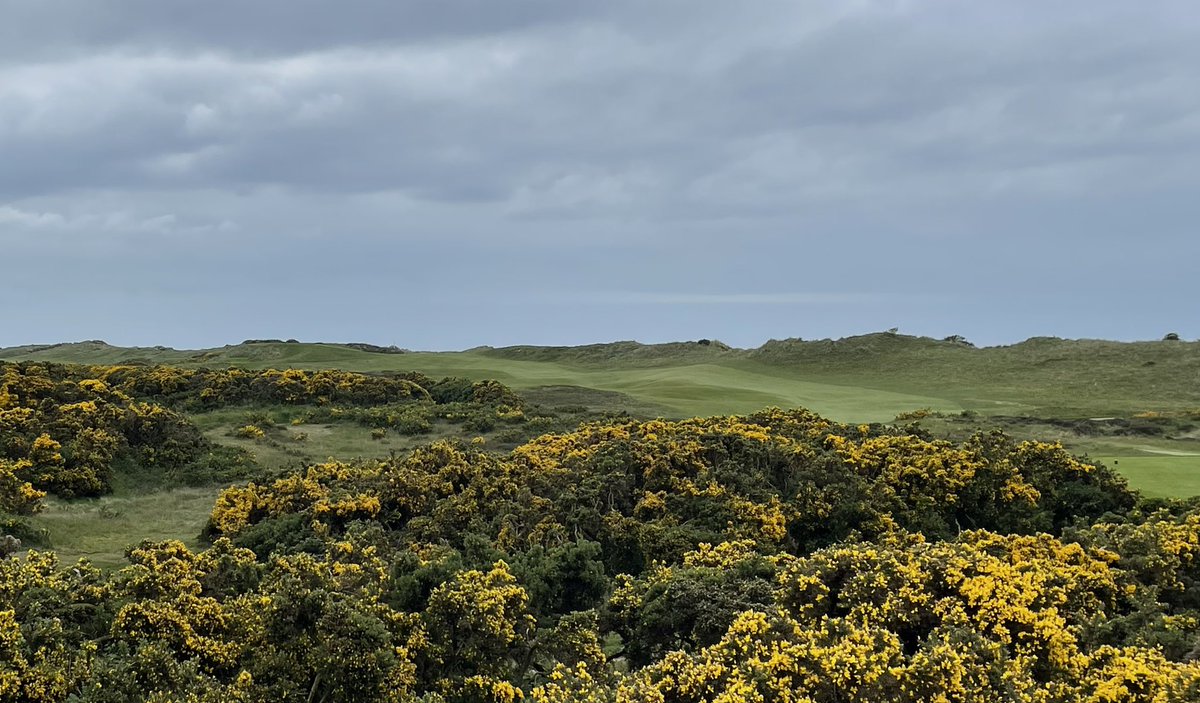 Robert_Peake's tweet photo. How good is @sillothgolfclub. It’s wonderful and truly unique. Played on a windless day surrounded by humps and bumps, dunes, fescue and flowering gorse 👌 https://t.co/I5yPbmHy1a