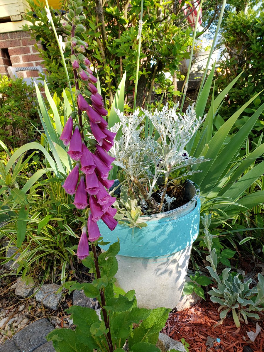 CassieJFox's tweet photo. #DailyBlooms #Foxglove #Gloves #BackyardBeauties Only a few of these beauties bloomed this year. #SumterNationalForest #WhitmireSC #CazFoxMedia #Gardens #Bells #WalkPath #Cozy https://t.co/ibr1I4bkfT