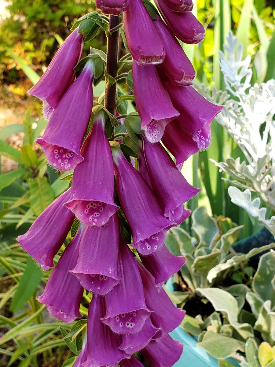 CassieJFox's tweet photo. #DailyBlooms #Foxglove #Gloves #BackyardBeauties Only a few of these beauties bloomed this year. #SumterNationalForest #WhitmireSC #CazFoxMedia #Gardens #Bells #WalkPath #Cozy https://t.co/ibr1I4bkfT