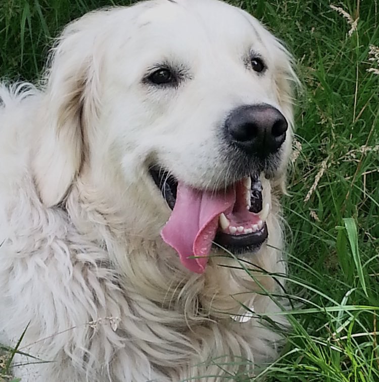 TheRigbyBone's tweet photo. Happy #TOT #goldenretriever #dogsoftwitter https://t.co/Mbzt3QRII6