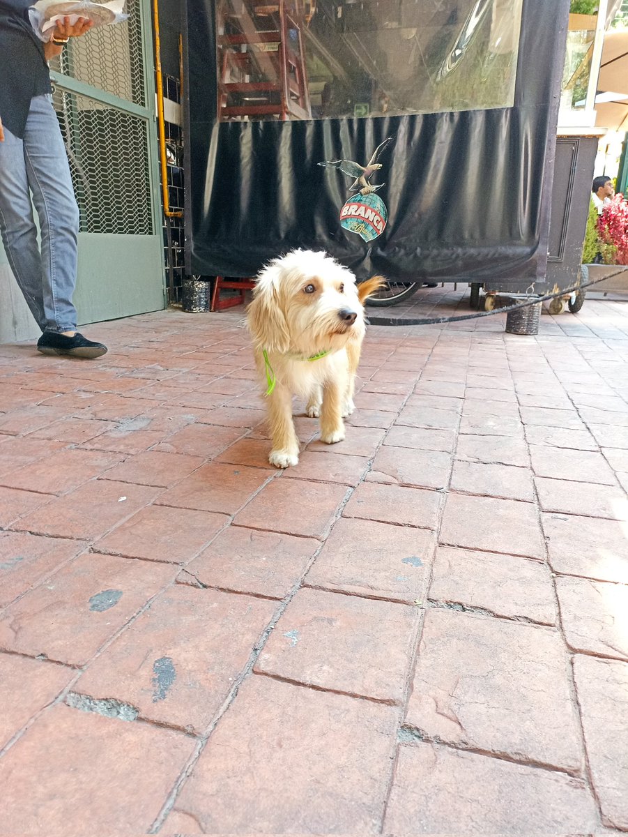 FundacionToby's tweet photo. Este hermoso tiene 2 años y está en adopción ❤️.

Informes inbox ♥️

Nos ayudan con un RT? https://t.co/paq27tKzAd