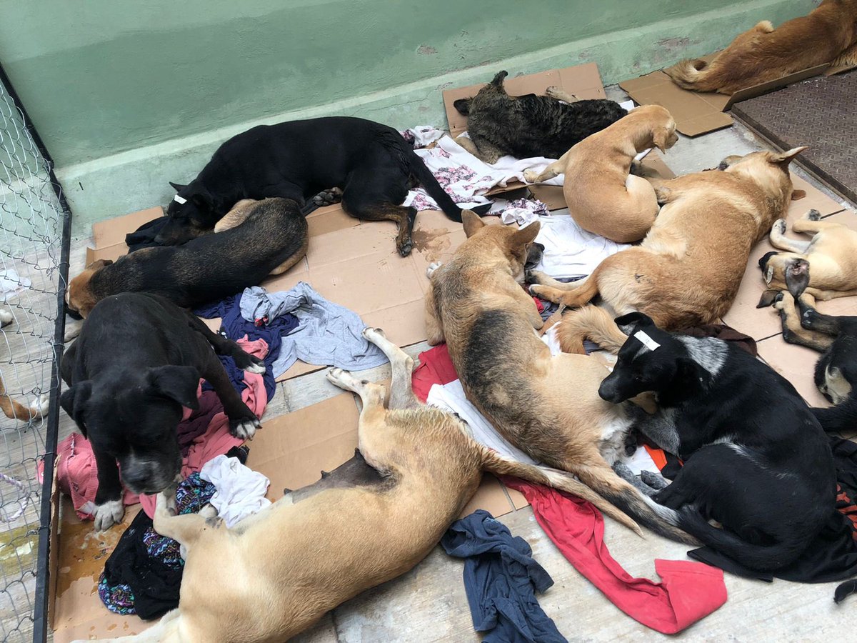 luzelenachavez8's tweet photo. Esterilicé a estos perritos de Chimalhuacan y la morenista Xóchitl Flores los quiere asesinar porque viven cerca de un mercado, no encuentro su red. Urge😡 @LicAnimalista @MustafaUlises @1pantonio @MorenaMia25 @XavierVelasc0 @diaz_manuel @misslagunera @segoviasan @tonideltoro71 https://t.co/80M8wBlANT