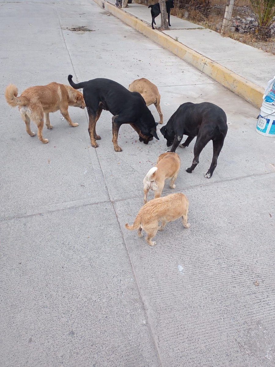 luzelenachavez8's tweet photo. Esterilicé a estos perritos de Chimalhuacan y la morenista Xóchitl Flores los quiere asesinar porque viven cerca de un mercado, no encuentro su red. Urge😡 @LicAnimalista @MustafaUlises @1pantonio @MorenaMia25 @XavierVelasc0 @diaz_manuel @misslagunera @segoviasan @tonideltoro71 https://t.co/80M8wBlANT