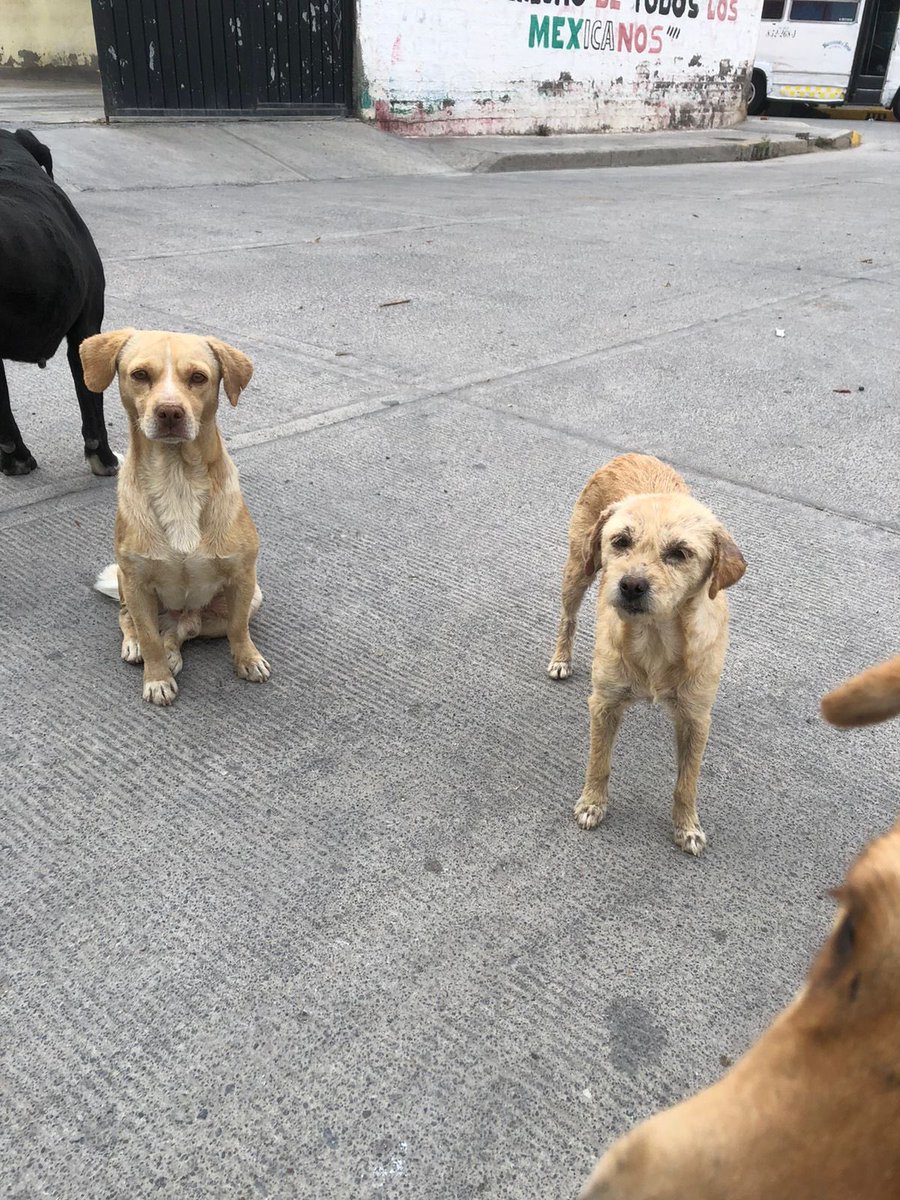 luzelenachavez8's tweet photo. Esterilicé a estos perritos de Chimalhuacan y la morenista Xóchitl Flores los quiere asesinar porque viven cerca de un mercado, no encuentro su red. Urge😡 @LicAnimalista @MustafaUlises @1pantonio @MorenaMia25 @XavierVelasc0 @diaz_manuel @misslagunera @segoviasan @tonideltoro71 https://t.co/80M8wBlANT