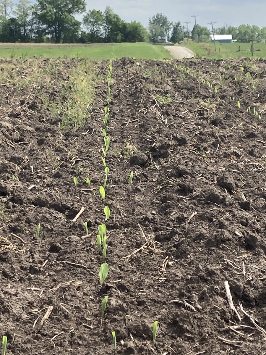 Burrus 7K64 planted 5/11 is emerged and able to row today in Grundy Co. MO. <a href="/toddburrus2/">Todd Burrus</a> <a href="/BurrusSeed/">Burrus Seed</a> <a href="/Tim_BurrusSeed/">Tim Greene</a>