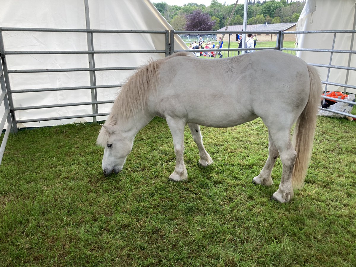 RBST_Caledonian's tweet photo. And it wasn’t just #rarebreed #largeblacks, #lincolnlongwool, #norfolkhorn & #GreyfaceDartmoors that were on show.
There was also Gretel the #Eriskaypony. https://t.co/VmXhKomB79