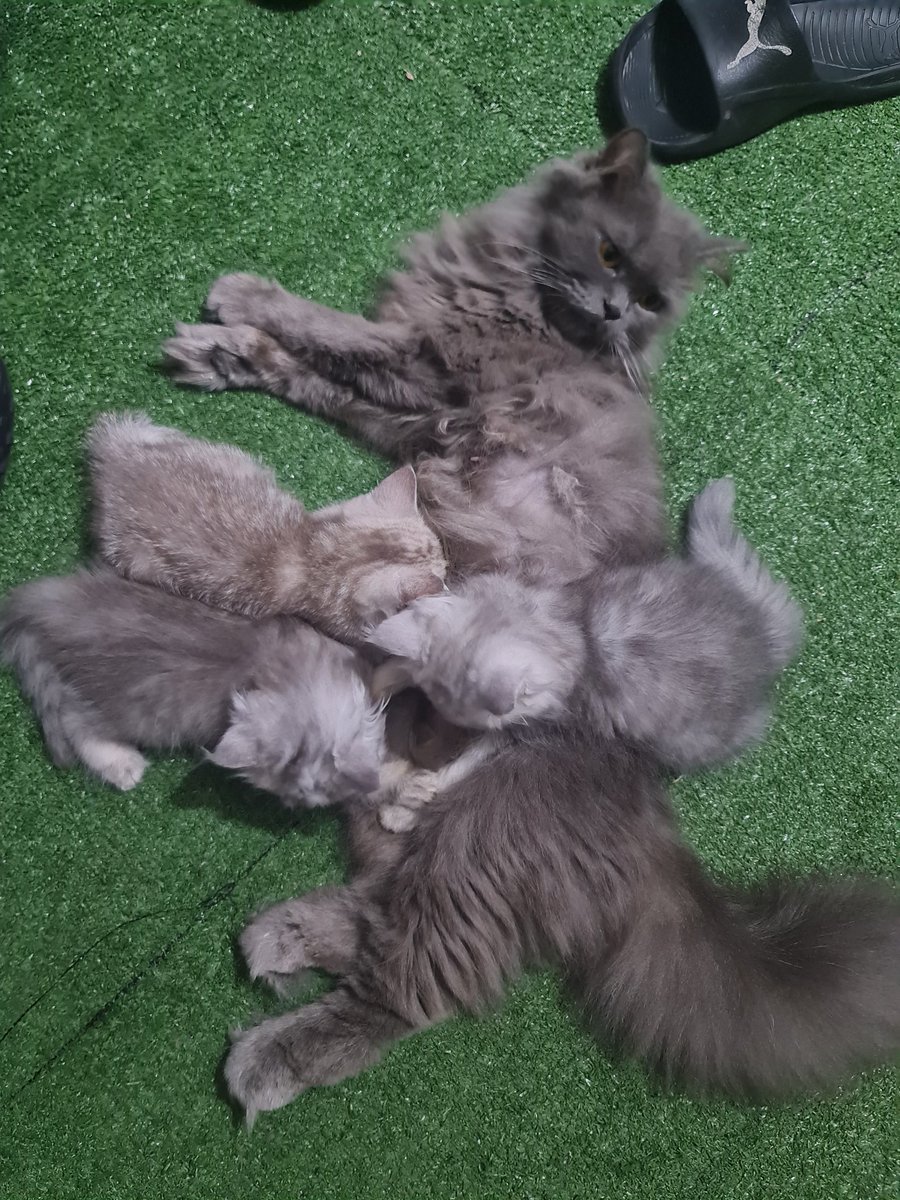 Mapley69's tweet photo. Ada 4 ketul kitten BSH mix BLH nak dilepaskan area KL..harga boleh bincang..berminat pm tepi https://t.co/p0JLbjfEj9