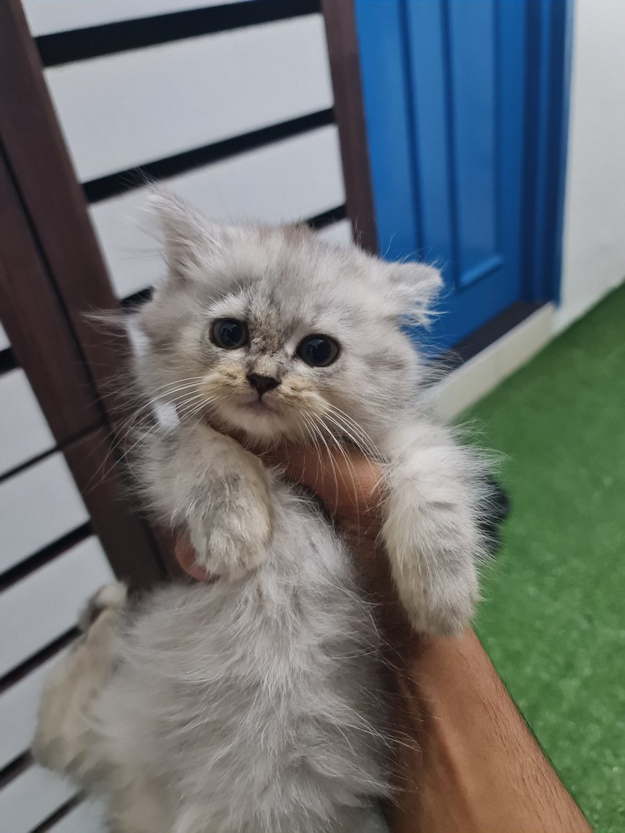 Mapley69's tweet photo. Ada 4 ketul kitten BSH mix BLH nak dilepaskan area KL..harga boleh bincang..berminat pm tepi https://t.co/p0JLbjfEj9