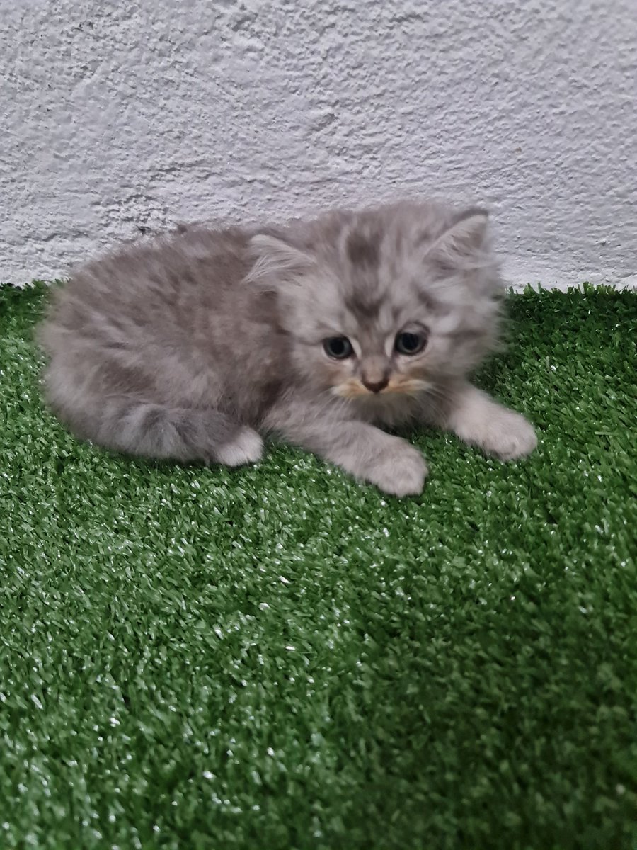 Mapley69's tweet photo. Ada 4 ketul kitten BSH mix BLH nak dilepaskan area KL..harga boleh bincang..berminat pm tepi https://t.co/p0JLbjfEj9
