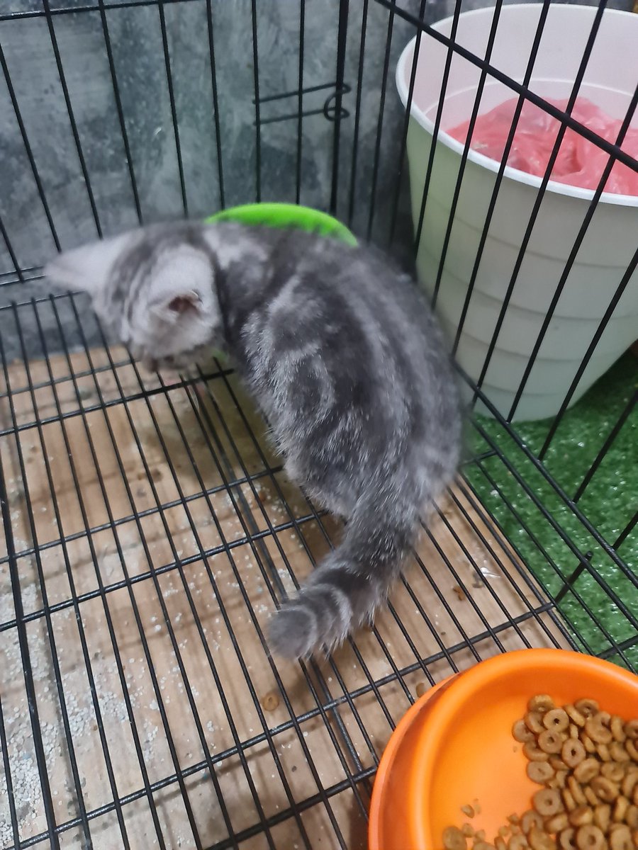 Mapley69's tweet photo. Ada 4 ketul kitten BSH mix BLH nak dilepaskan area KL..harga boleh bincang..berminat pm tepi https://t.co/p0JLbjfEj9