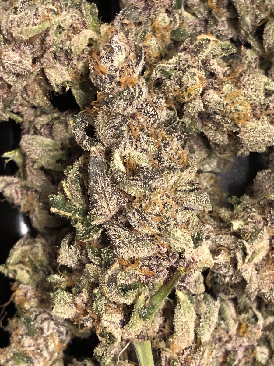 Shitty pic of some stinky buds ✂️✂️