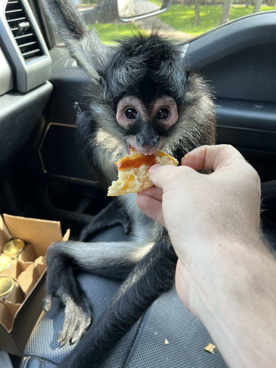 BrianChanceBand's tweet photo. Dear 8 pound, 6 ounce, new born infant Jesus. Thank you for the always delicious @tacobell the Pizza is back!! https://t.co/RdKxixzLuo