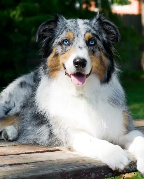 poor_puppy's tweet photo. 15 Best Guard Dog Breeds - Guard Dogs for First-Time Owners https://t.co/94MEYUmYAI https://t.co/cmib3hxH5g