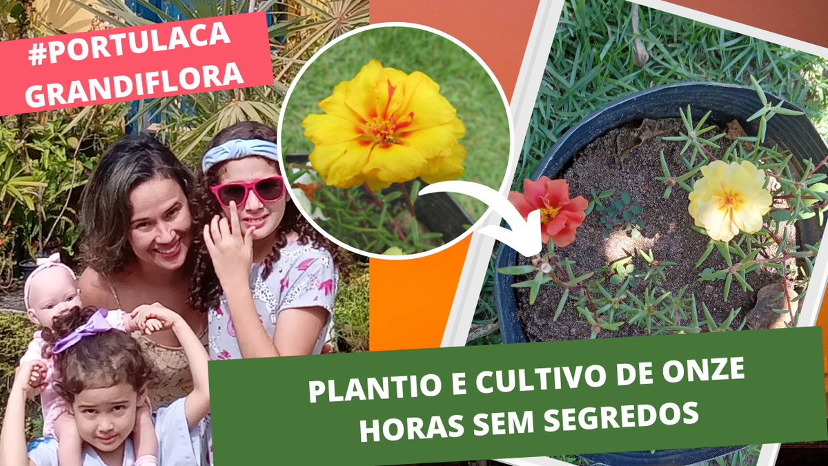 IsisCachoeiro's tweet photo. https://t.co/Keiwmz6aWC
#onzehoras #flores #flowers #Brazil #YouTube #garden #jardim https://t.co/VD3nkkrLOb