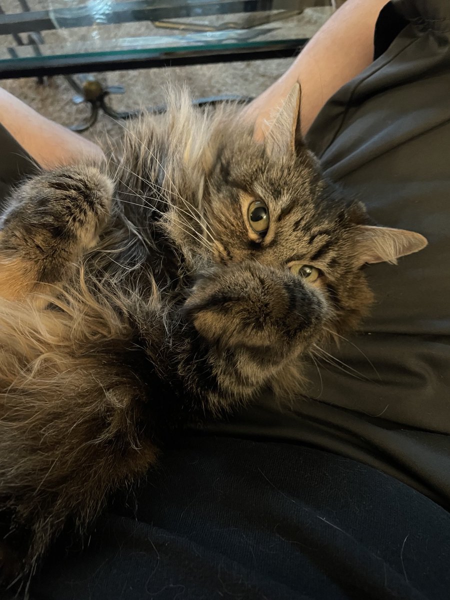 BongRipVanWink's tweet photo. Every now and again, she’s sweet. 🐈
The rest of the time, she’s plotting my death and shitting in the hallway. 💩
#Cats
#CatsOfTwitter
#FierceFelines https://t.co/sftcdGFm1t