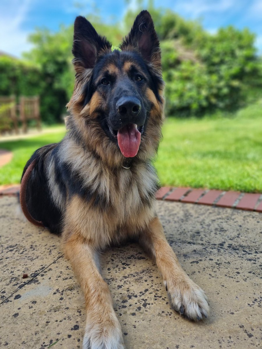 One year ago today we picked up this little fella 😍