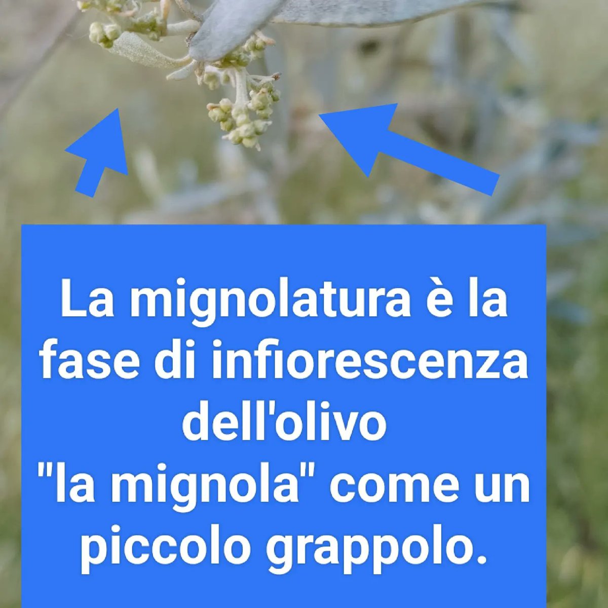 biofolius's tweet photo. During the biting of the olive tree there must be no lack of water in the soil, but heavy rains can be harmful because they hinder pollination, not letting the pollen fly or breaking it due to the strong hydration #umbriatourism
#biofolius https://t.co/9gwoMIBXwm