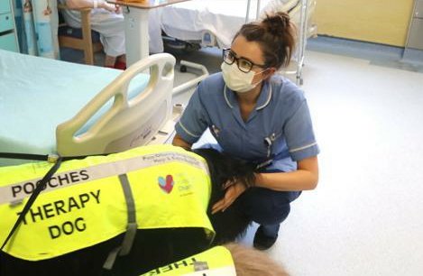 Ward B47 (@wardb47nuh) on Twitter photo Thank you <a href="/Pooches20781922/">Pooches</a> for visiting us on B47! A huge hit with patients and staff, alike. Lovely to see you again after such a long time away.
#BestOfNursing #dogsoftwitter <a href="/HcopTeam/">TeamHCOP_NUH</a> <a href="/HCOP_SGC_NUH/">Shared Governance - NUH HCOP</a> <a href="/NUH_AcuteMed/">NUH Acute Medicine</a> #dogs #therapydog Thank you <a href="/Pooches20781922/">Pooches</a> for visiting us on B47! A huge hit with patients and staff, alike. Lovely to see you again after such a long time away.
#BestOfNursing #dogsoftwitter <a href="/HcopTeam/">TeamHCOP_NUH</a> <a href="/HCOP_SGC_NUH/">Shared Governance - NUH HCOP</a> <a href="/NUH_AcuteMed/">NUH Acute Medicine</a> #dogs #therapydog