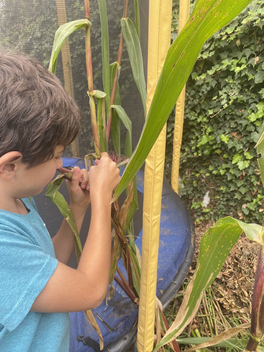 czambranob's tweet photo. Nuestra primera cosecha de choclo!!! #AgriculturaUrbana junto al saltarín y en el patio de nuestra casa. Se nos pasaron un poquito pero vamos aprendiendo!!! #AcciónClimática #climatemom #ClimateActionNow https://t.co/KXviWR62vp