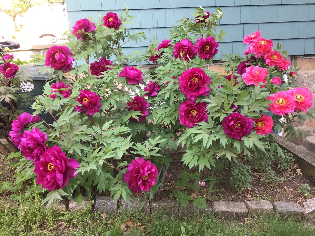 k59griffie's tweet photo. #treepeonies https://t.co/BRRGkt6kuy